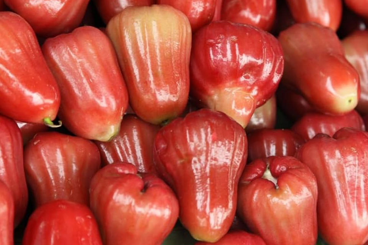 Red Wax Jambu Tree (Syzygium jambos) Starter Plant - 12"-24" Live Fruit Tree