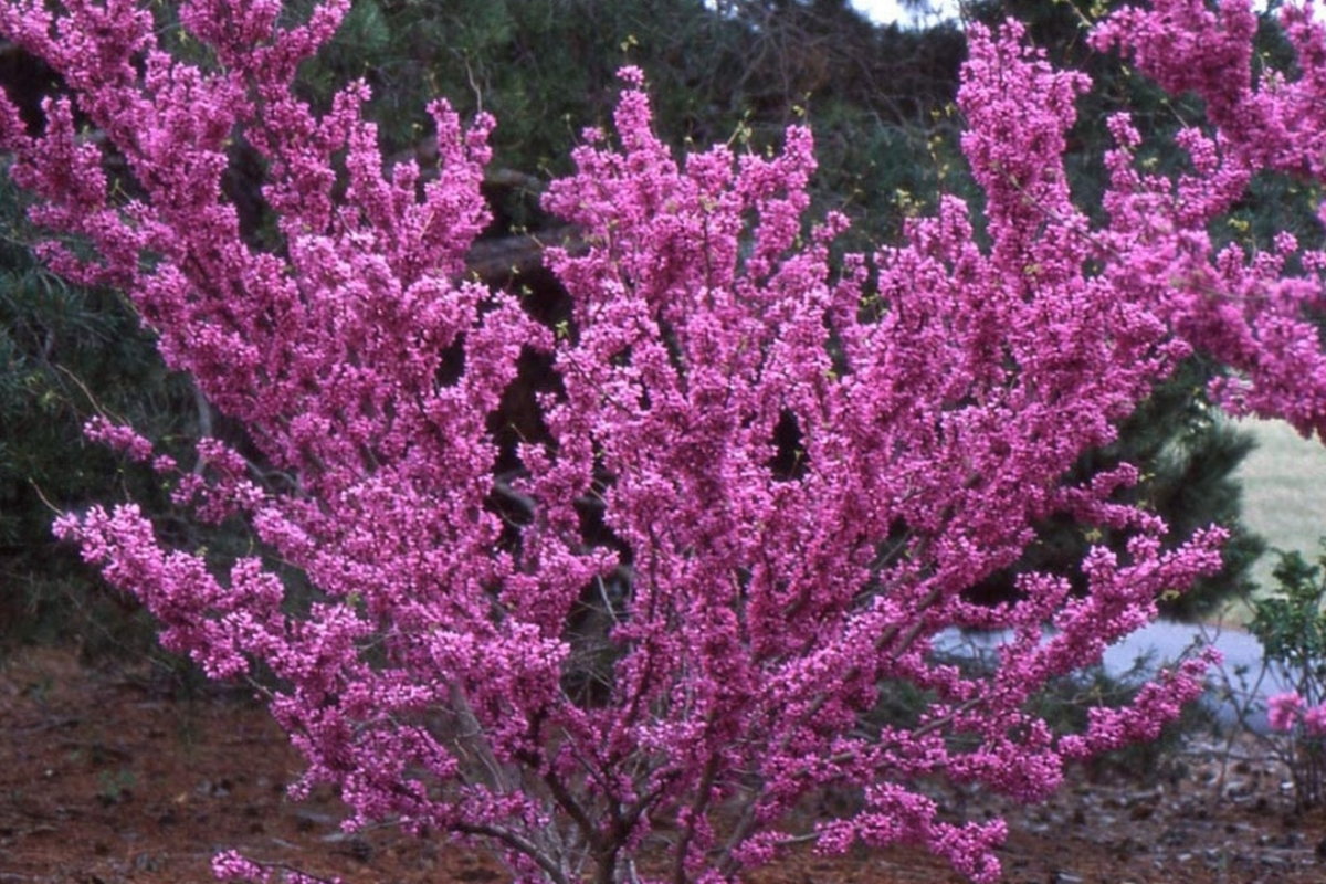Cercis chinensis (Chinese Redbud) Seeds - 10 Seeds, Pink Spring Blooms, Drought-Tolerant Ornamental Tree