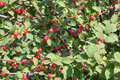 Prunus tomentosa Seeds (Nanking Cherry) - 10 Seeds, Non-GMO, Cold-Hardy Shrub