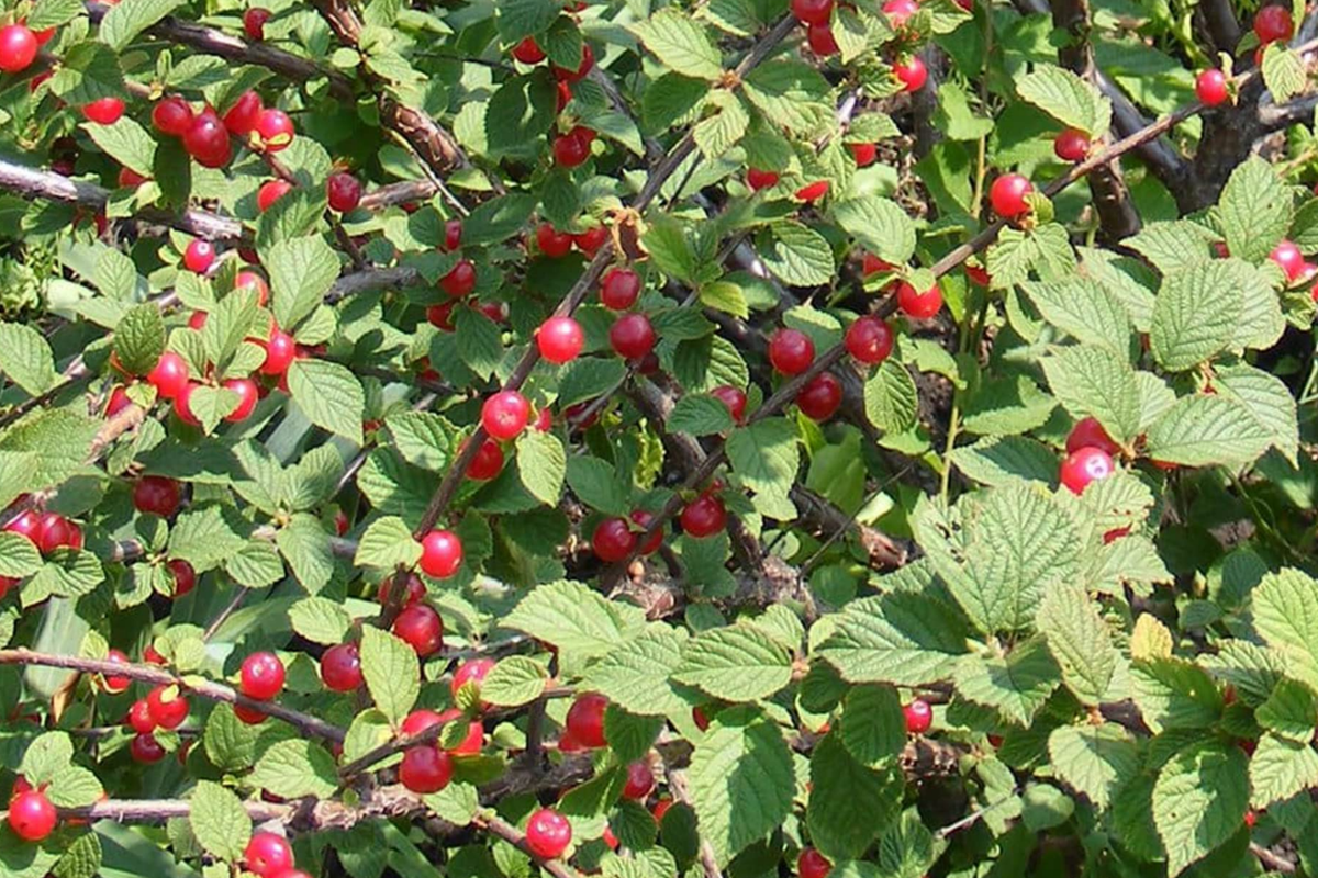 Prunus tomentosa Seeds (Nanking Cherry) - 10 Seeds, Non-GMO, Cold-Hardy Shrub