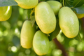 Jojoba Seeds 5pcs | Simmondsia chinensis - Drought-Tolerant Oil-Rich Seeds