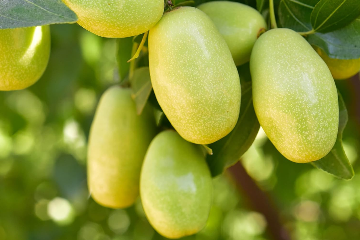 Jojoba Seeds 5pcs | Simmondsia chinensis - Drought-Tolerant Oil-Rich Seeds