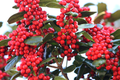 Chinese Holly Ilex Cornuta Seeds - 500mg Evergreen Shrub Seed Pack