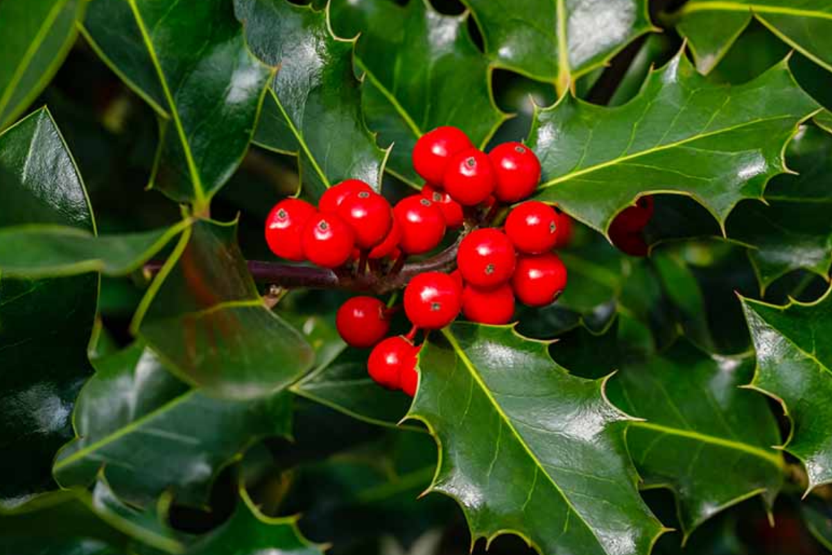 Ilex Aquifolium (English Holly) Seeds - 10 Seeds, Evergreen with Red Berries