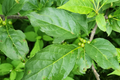 Ilex Montana Mountain Holly Seeds - Evergreen Shrub, 500mg, Hardy Berry