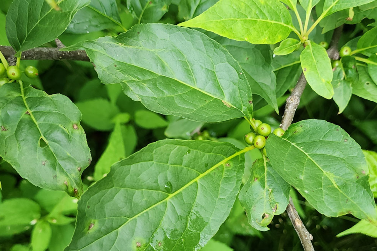 Ilex Montana Mountain Holly Seeds - Evergreen Shrub, 500mg, Hardy Berry
