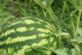 Carolina Cross Watermelon Seeds - Giant Giant Sweet Fruit (Citrullus lanatus) 5 Seeds