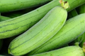 Ridged Sponge Gourd Seeds - 20-Pack Luffa Acutangula for Trellis, Edible Young Gourds