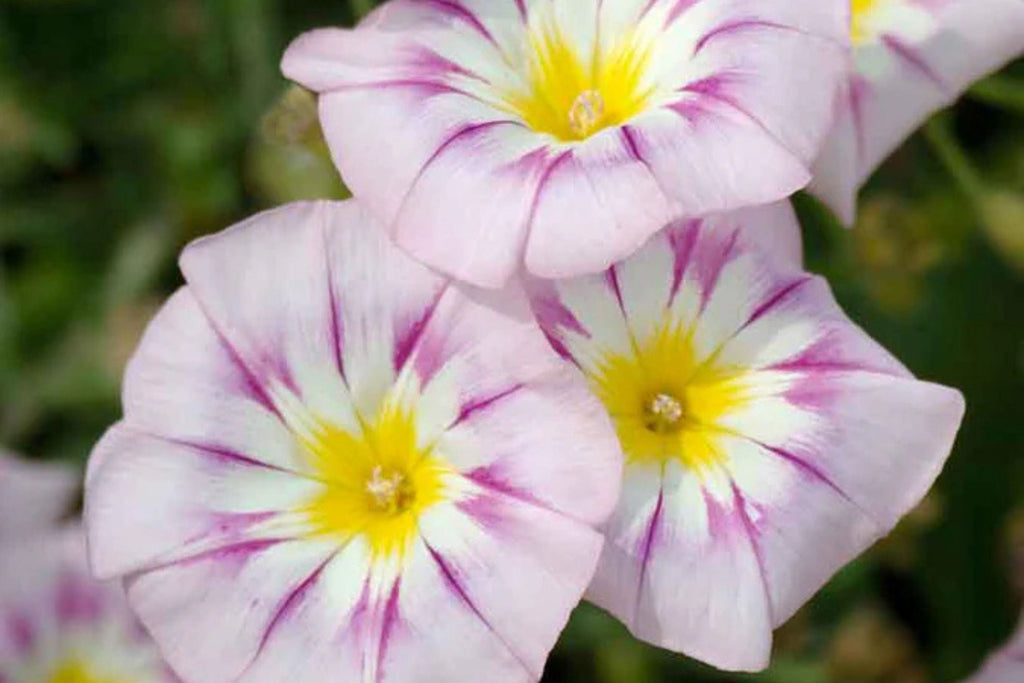 Rose Ensign Dwarf Morning Glory Seeds - Rose Pink Blooms, Compact 8", Long-Blooming, Pollinator-Friendly (Convolvulus tricolor)