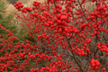 Winterberry Holly Ilex verticillata Seeds - 250mg, Deciduous Shrub
