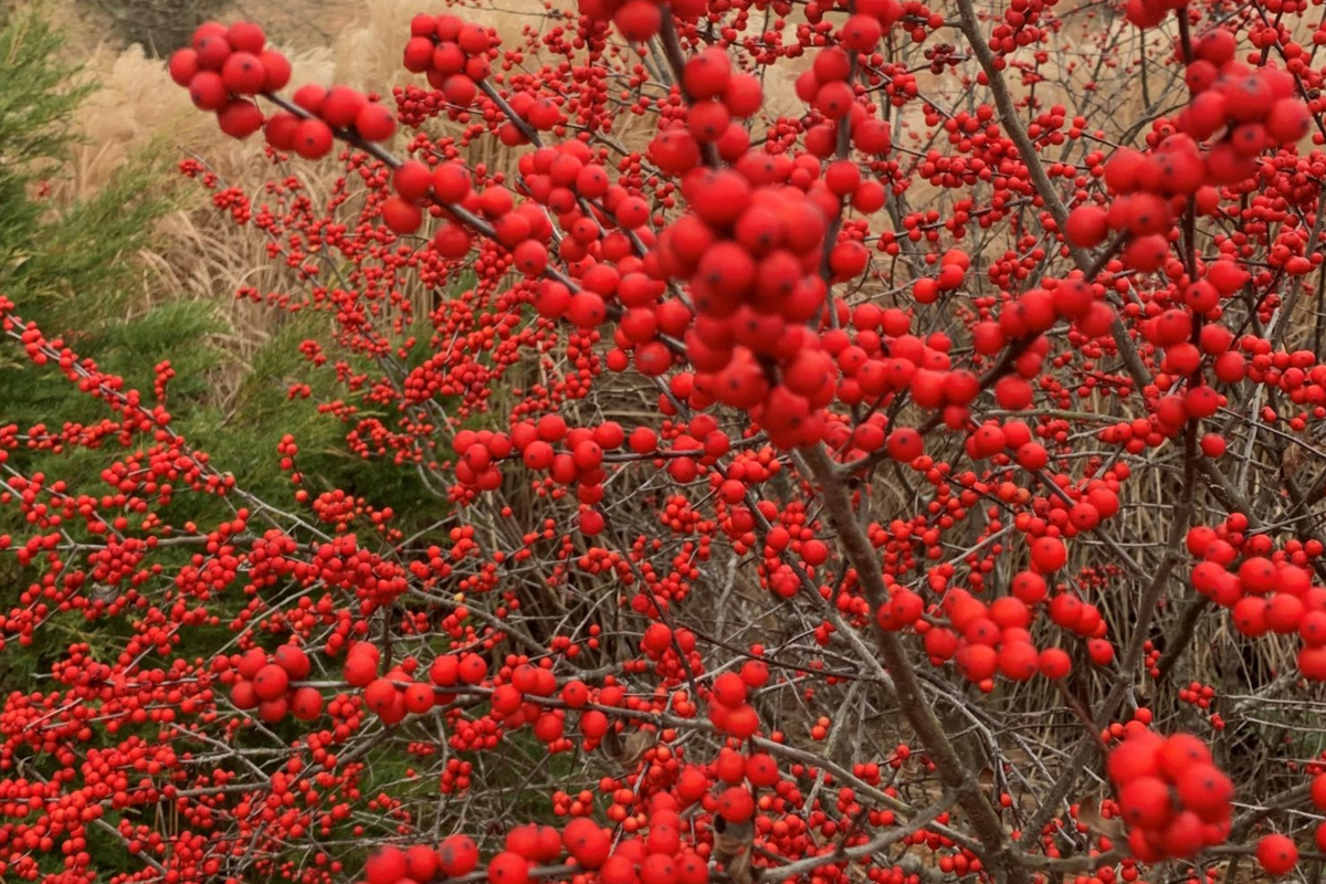 Winterberry Holly Ilex verticillata Seeds - 250mg, Deciduous Shrub