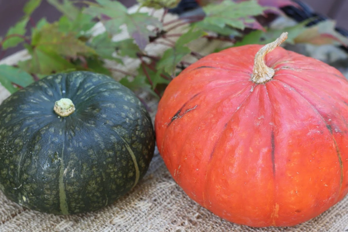 Kabocha Squash Seeds - Heirloom Japanese Pumpkin Variety, 15 Seeds