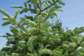 Balsam Fir Seeds 250mg | Abies balsamea – Lake State Balsam Fir Tree Seeds