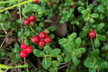 Lingonberry Plants Vaccinium vitis-idaea Bare Root Rhizomes - 4 Live Plants