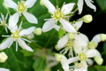 Clematis virginiana (Virgin's Bower) Seeds - Fragrant Climbing Vine, 100mg