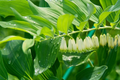 Polygonatum biflorum True Solomon's Seal Bare Root Perennials — 3 Plants