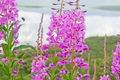 Fireweed Seeds - Chamaenerion angustifolium | 30mg Perennial Wildflower for Gardens & Meadows