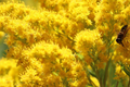 Old Field Goldenrod Seeds (Solidago nemoralis) - Pollinator-Friendly Native Wildflower, 500mg