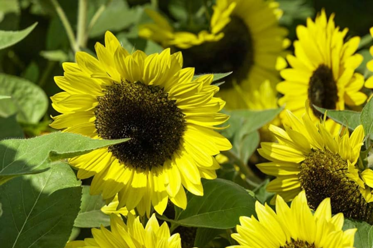 Early Sunflower Seeds Helianthus annuus - 250mg, Fast-Growing Annual, Pollinator-Friendly