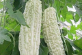 White Pearl Bitter Gourd Seeds - 15 White Bitter Melon Seeds, Non-GMO