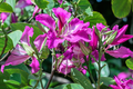 Bauhinia purpurea Seeds - Purple Orchid Tree (10 Seeds) | Flowering Tree