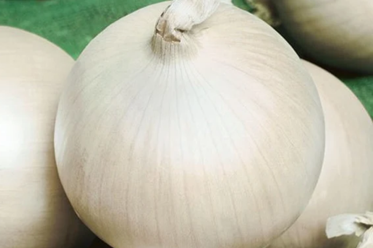 Onion Ringmaster Seeds - Allium cepa, Bulbing Onion, 250mg - Non-GMO