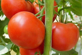 Tomato Legend Seeds (Solanum lycopersicum) - 100mg, Non-GMO, Early Harvest, Disease-Resistant