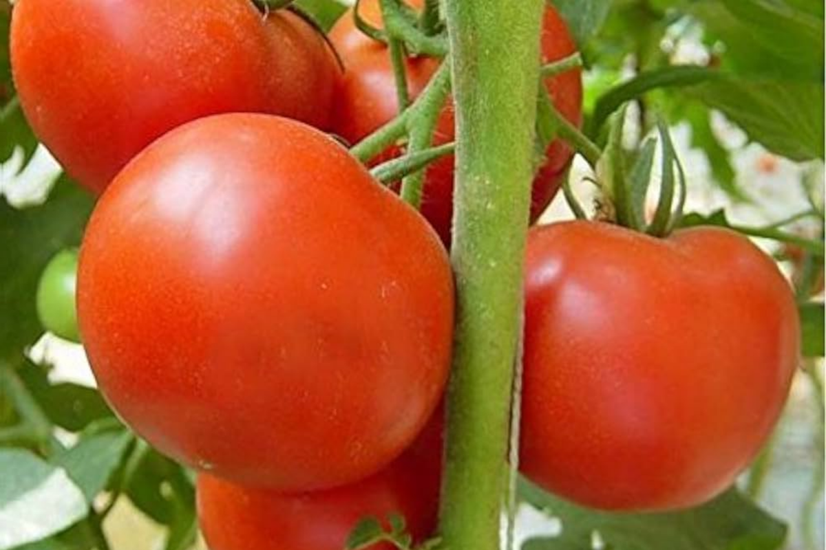 Tomato Legend Seeds (Solanum lycopersicum) - 100mg, Non-GMO, Early Harvest, Disease-Resistant