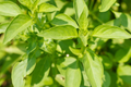 Lime Basil (Ocimum basilicum) Seeds - 1000 Seeds, Citrus-Scented, Full Sun, 60-70 Days