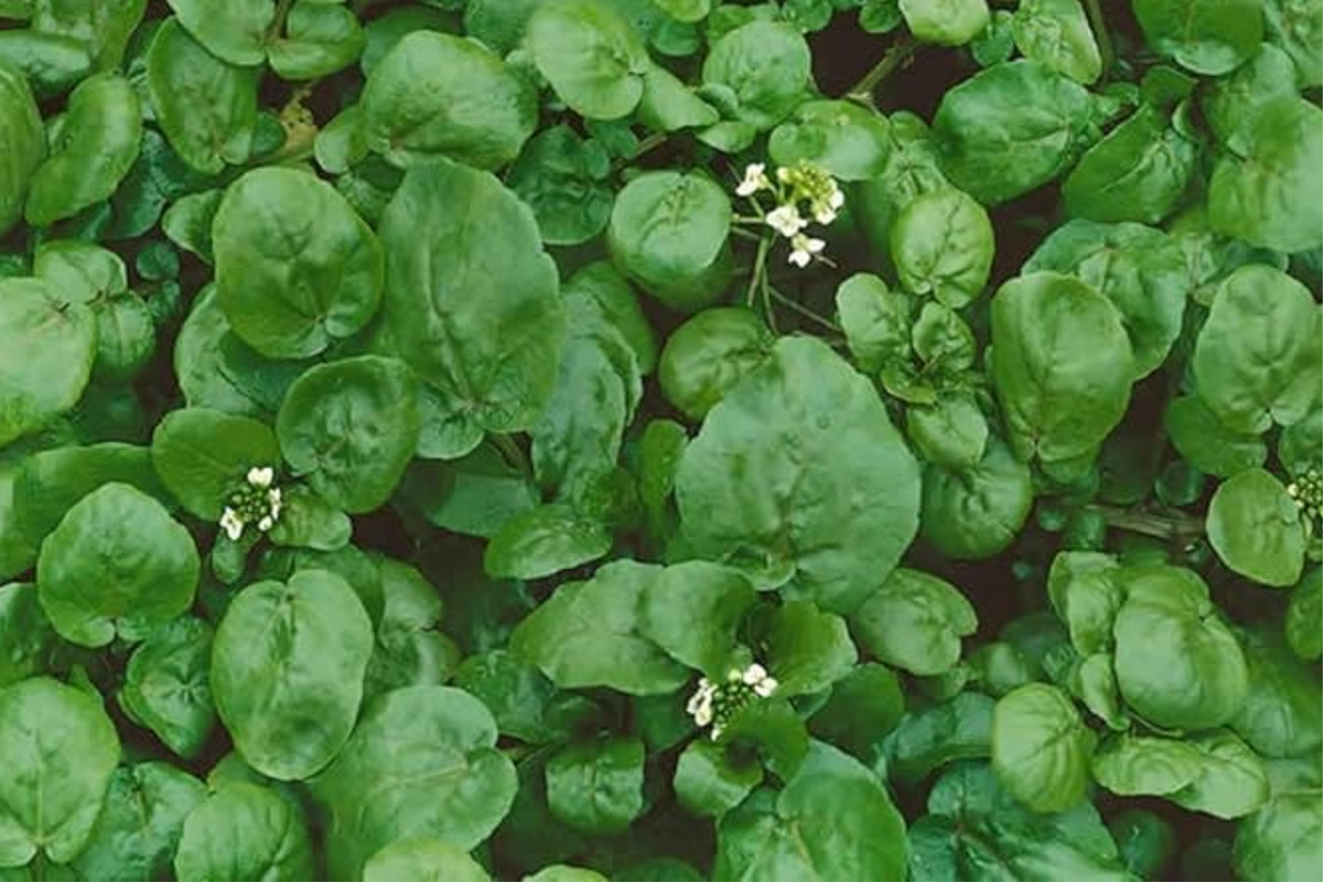Watercress Cress (Nasturtium officinale) - 1000 Seeds Water-Grown Aquatic Green for Salads