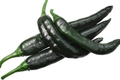 Pasilla Bajio Chilaca Pepper Seeds - Capsicum annuum, Mild & Smoky (25 Seeds)