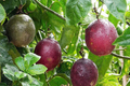 Passion Fruit Seeds - 50 Non-GMO Seeds for Tropical Vine, Passiflora edulis