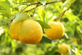 Yuzu Lemon Seeds - 5+ Cold-Hardy Fragrant Citrus for Garden & Patio (Seeds)