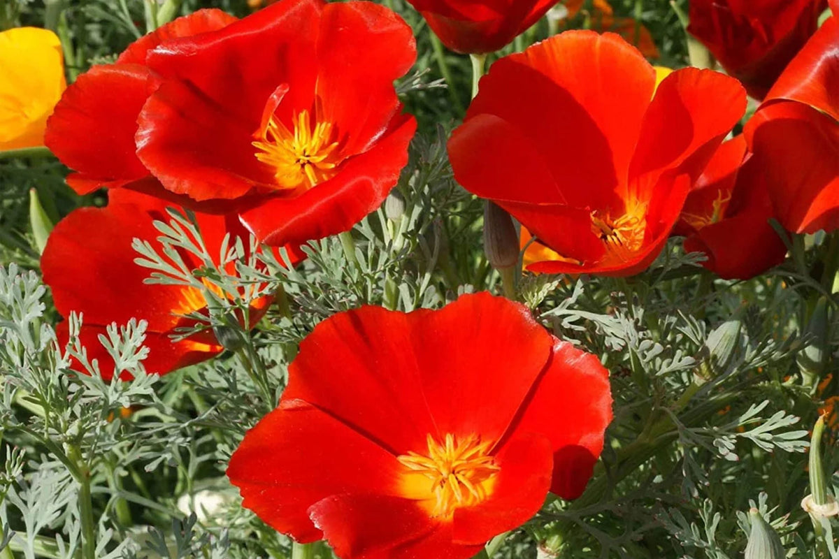Red Chief California Poppy Seeds - Red-Orange Blooms, Drought-Tolerant, Pollinator Friendly