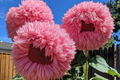 Pink Giant Teddy Bear Sunflower Seeds - 50 Pcs, Heirloom, Easy Grow