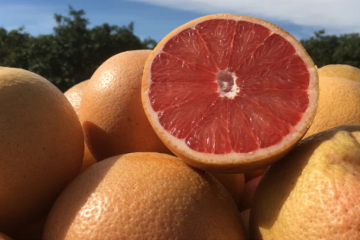 Star Ruby Grapefruit Seeds - Citrus paradisi (Grafted) Seeds for Home Growing