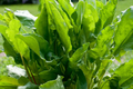 Large Leaf Sorrel Seeds (Rumex acetosa) - 250mg | Perennial Culinary Herb