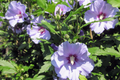 Rose of Sharon Hibiscus syriacus Bare Root Live Plants (2) 10-18" Foliage