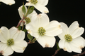 Cornus florida Flowering Dogwood Tree - Live Bare Root Plant 2-3 ft, Zones 5-9
