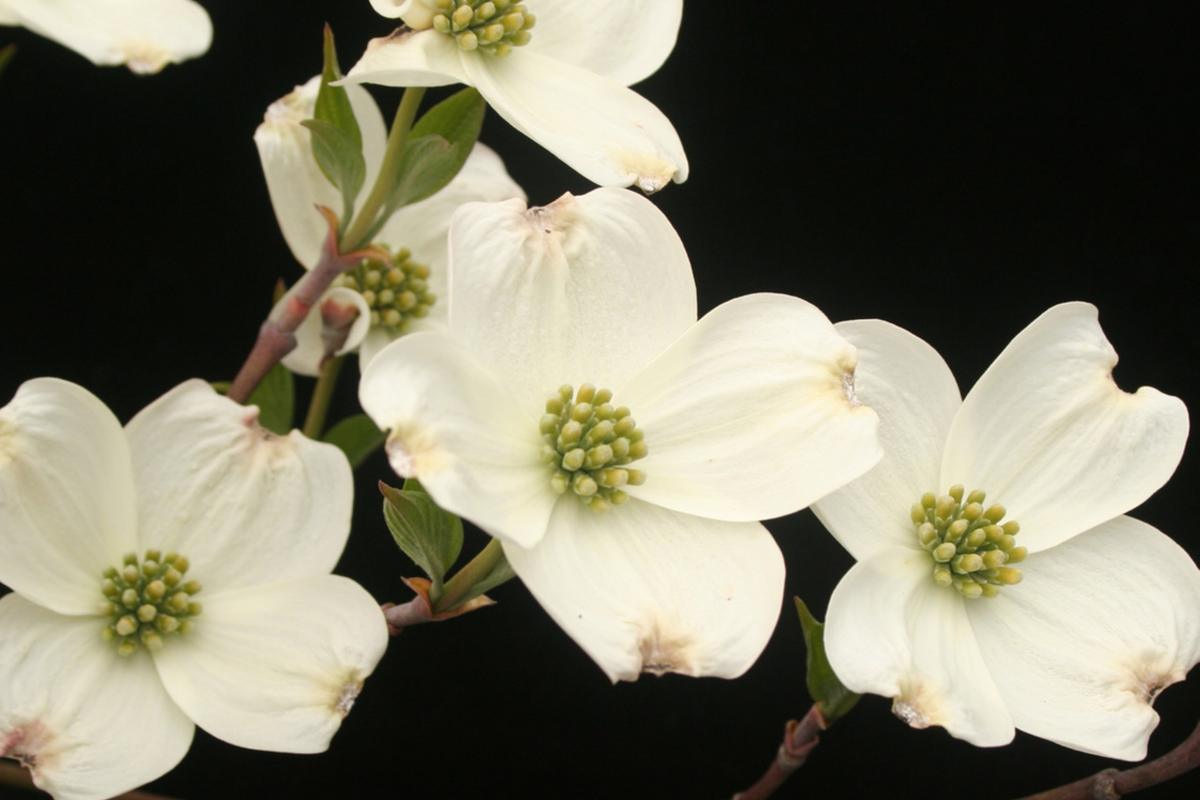 Cornus florida Flowering Dogwood Tree - Live Bare Root Plant 2-3 ft, Zones 5-9