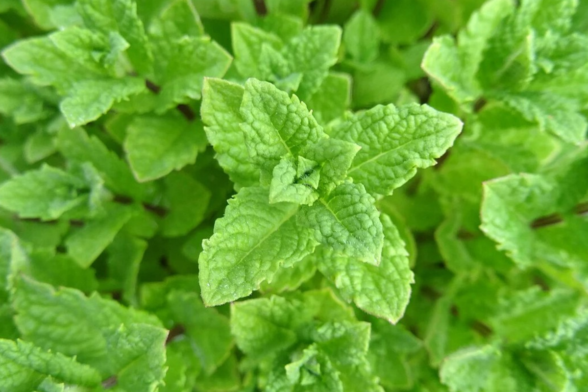 Peppermint Seeds (Mentha x piperita) - 1000 Seeds for Tea & Culinary