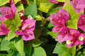 Bougainvillea Fuchsia Pink - 7 Live 6" Unrooted Cuttings, Fast-Growing Climbing Vine