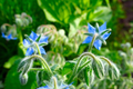 Borage (Borago officinalis) Seeds - 1g | Edible Flowers, Pollinator-Friendly Annual Herb