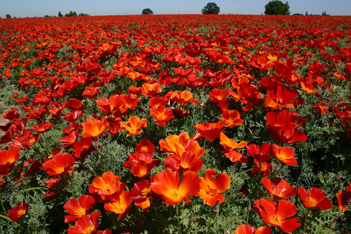 Red Chief California Poppy Seeds - Red-Orange Blooms, Drought-Tolerant, Pollinator Friendly