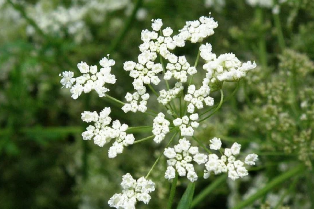 Anise Seeds (Pimpinella anisum) - 250mg | Culinary & Medicinal Herb