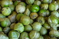 Tomatillo Verde Seeds (Physalis ixocarpa) - 100mg | Vegetable Seeds for Salsa Verde