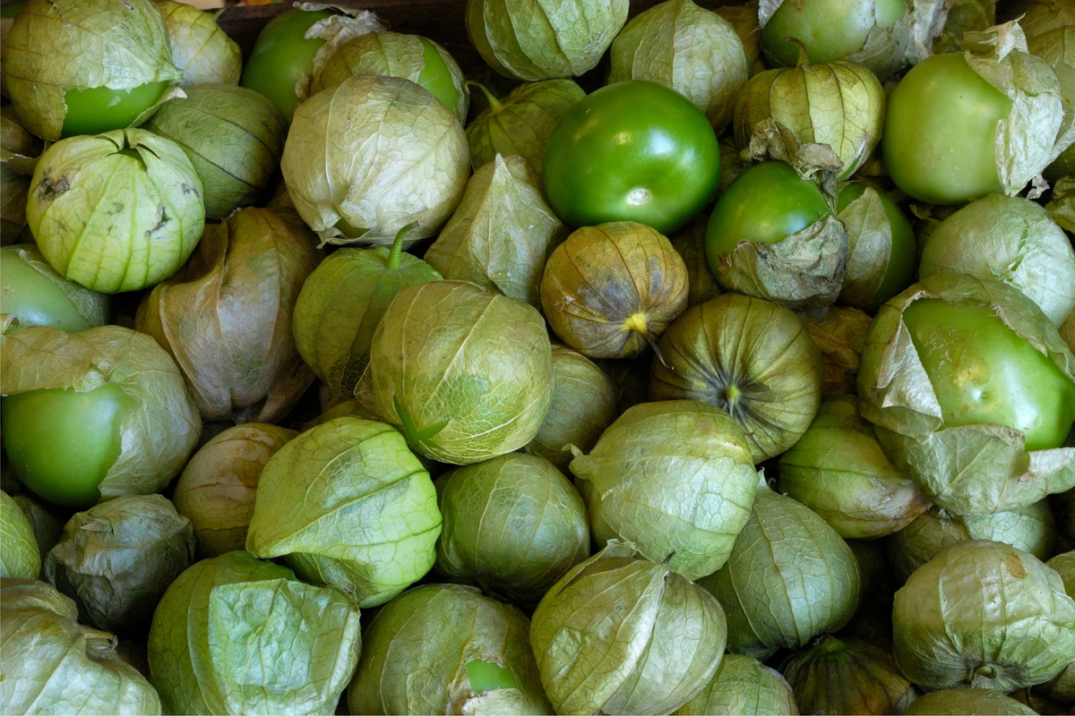 Tomatillo Verde Seeds (Physalis ixocarpa) - 100mg | Vegetable Seeds for Salsa Verde