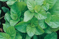 Peppermint (Mentha × piperita) Herb Seeds - 30mg | Culinary & Medicinal Mint