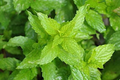 Spearmint (Mentha spicata) Herb Seeds – 30mg – Aromatic Culinary Mint