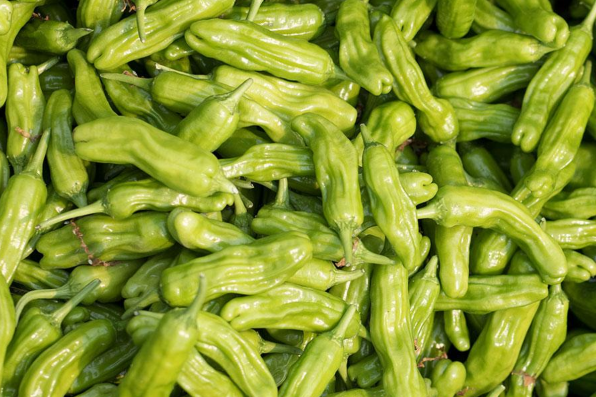 Shishito Oriental Hot Pepper Seeds - Capsicum annuum, Mild Heat, 250mg